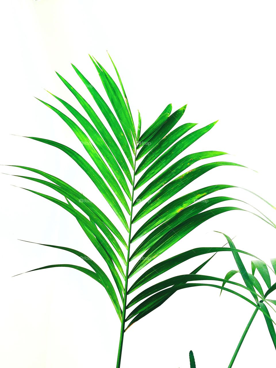 Plant
Palm
Sharp
Green
Jungle
