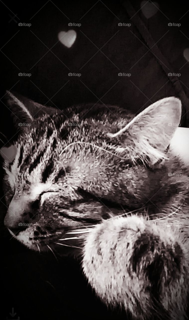 chocolate and my cat was sleeping