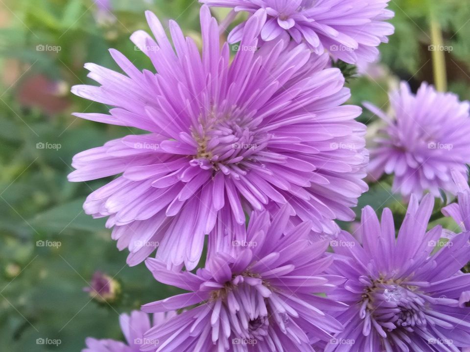 Purple peacock flower in backyard with green background