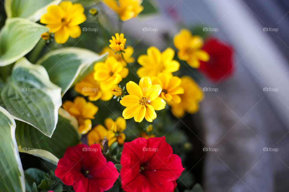 yellow daisy and red flower