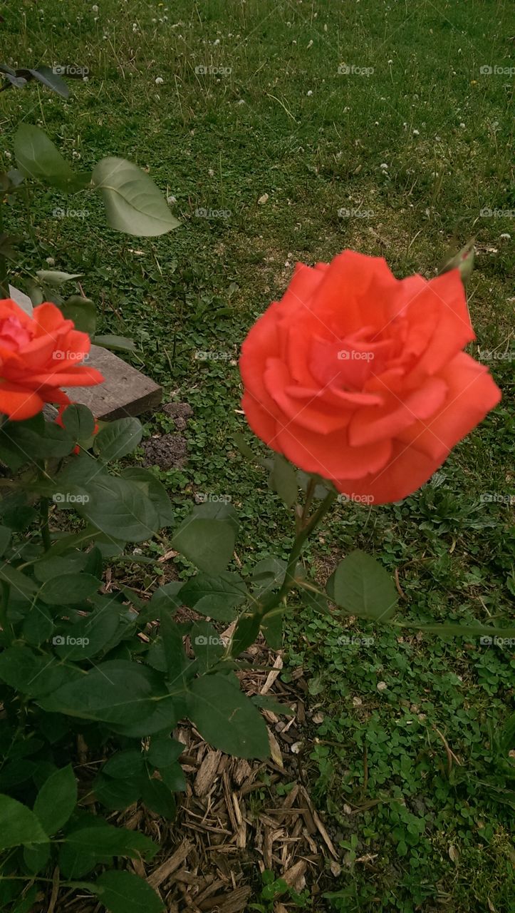 Tropicana Rose. A beautiful flower from a garden.