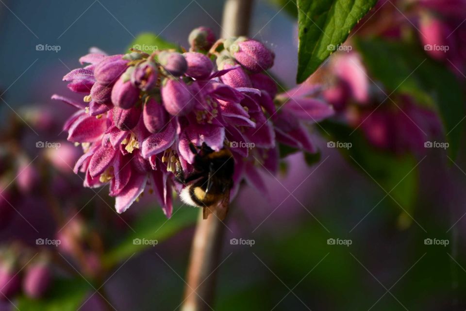 Bee with flower