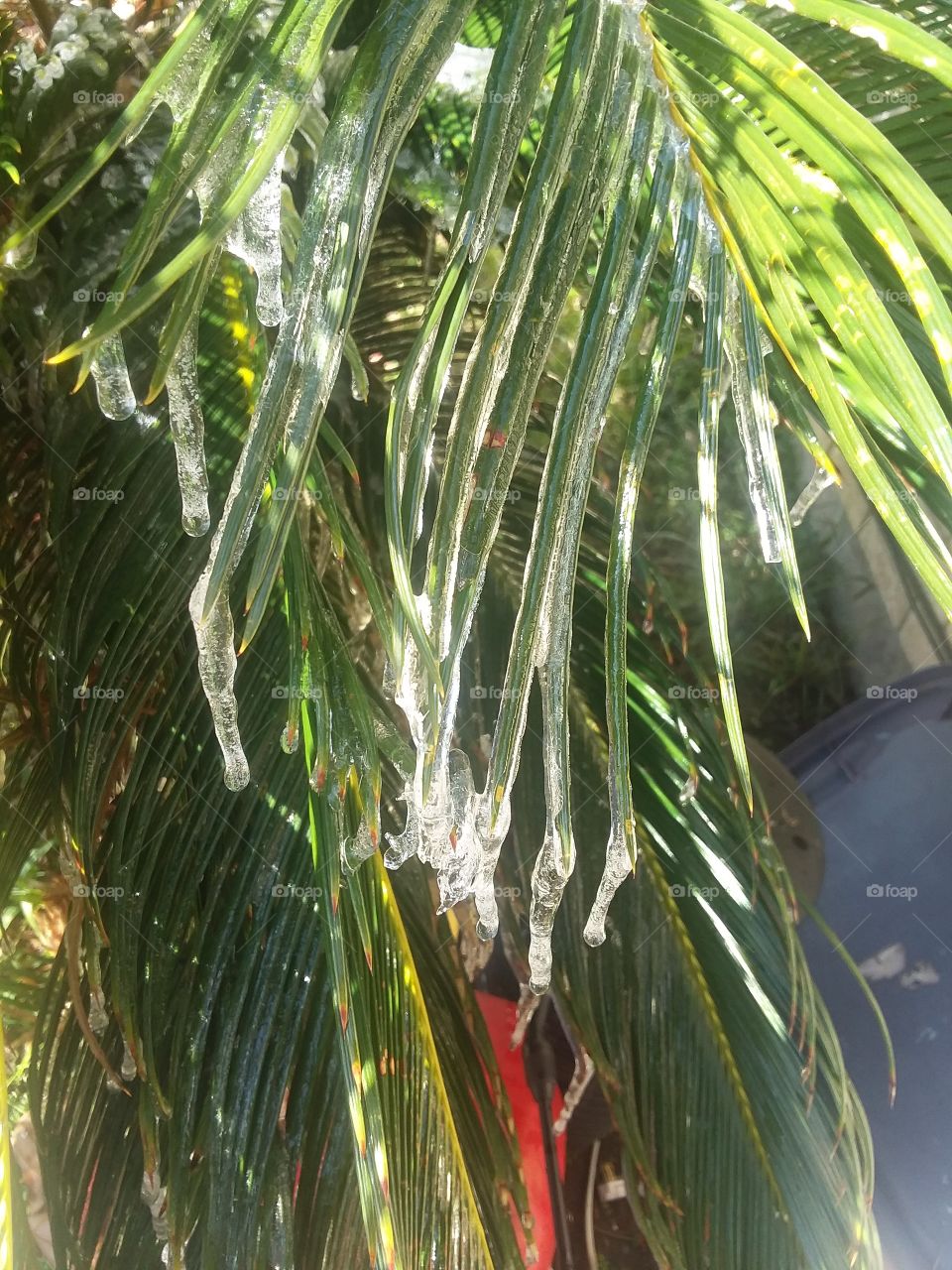 icicles on the sago palm
