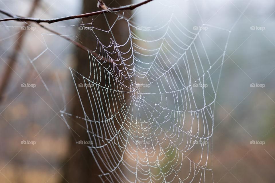 Spider web