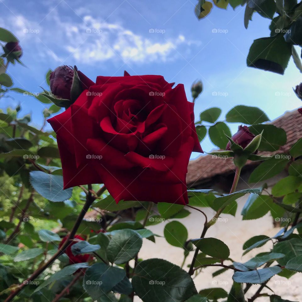Red roses with green leaves and blue sky behind it. Rose in summer. Fairytale red rose.