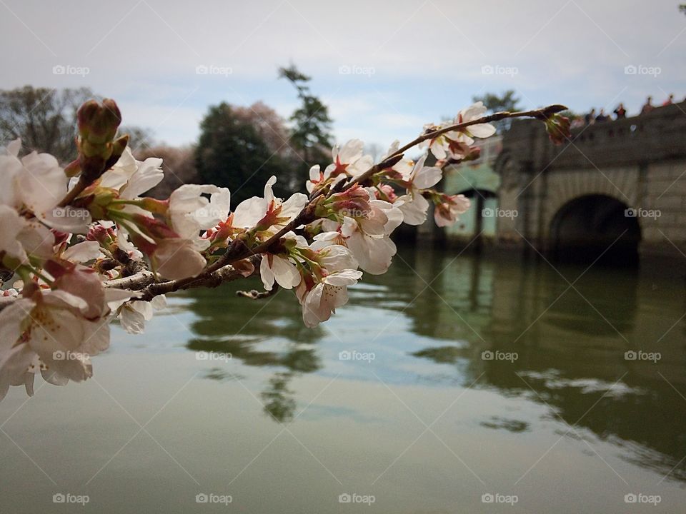 River Blossoms