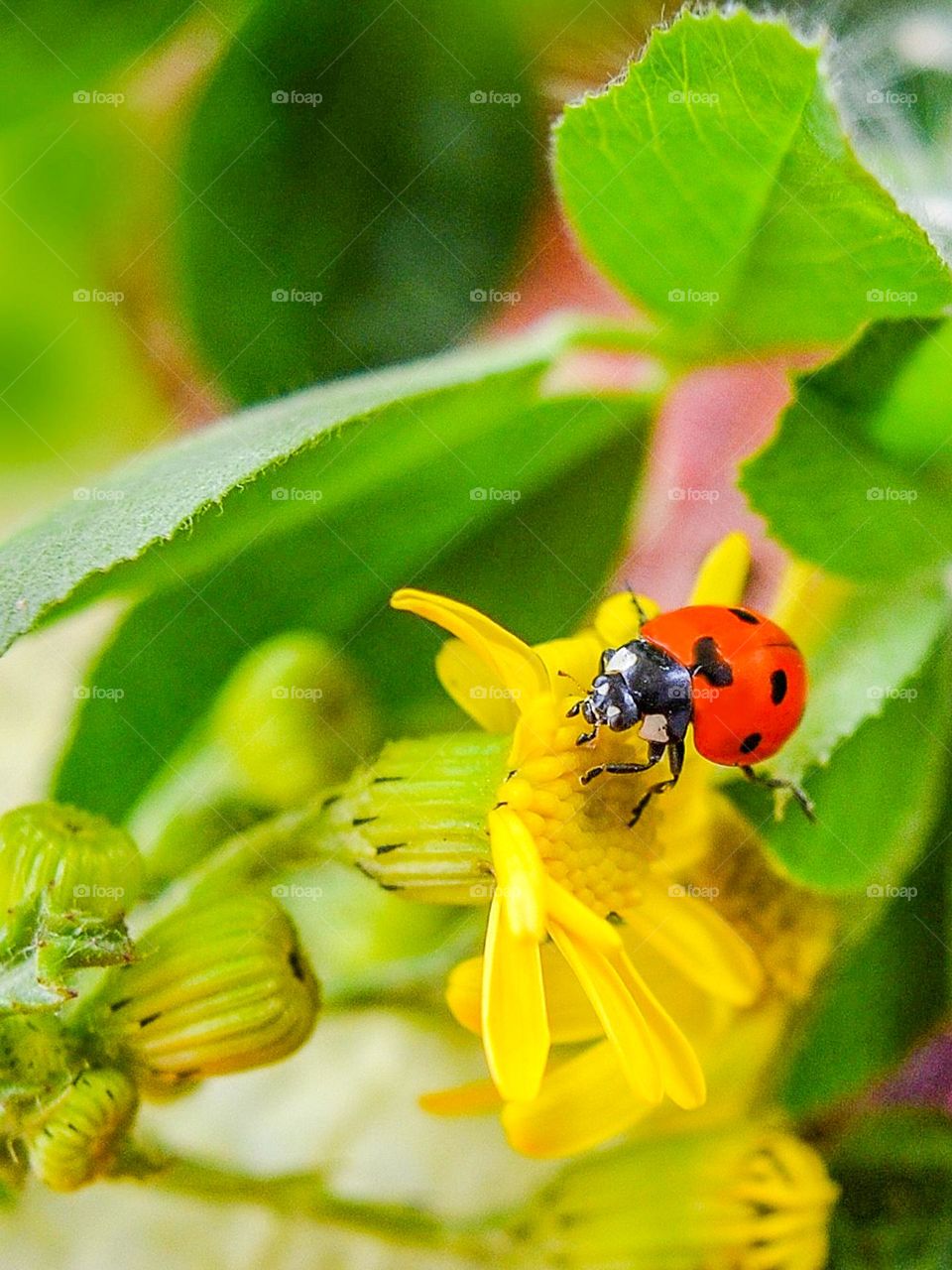 Ladybug