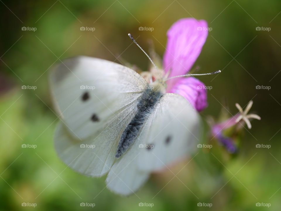 a cabbage white butterfly feeding
