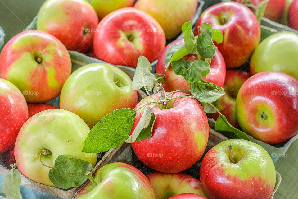 Fresh picked apples