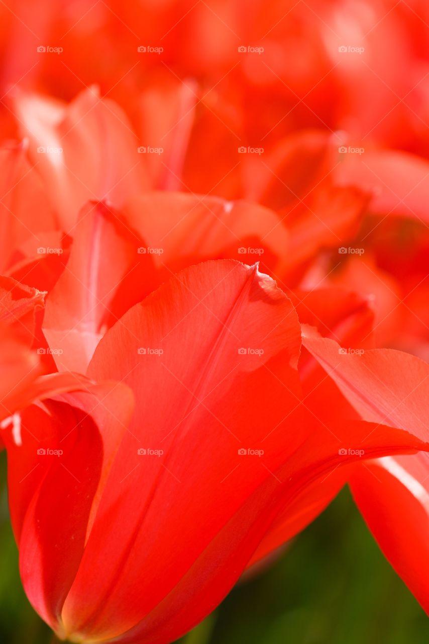 Red Tulips