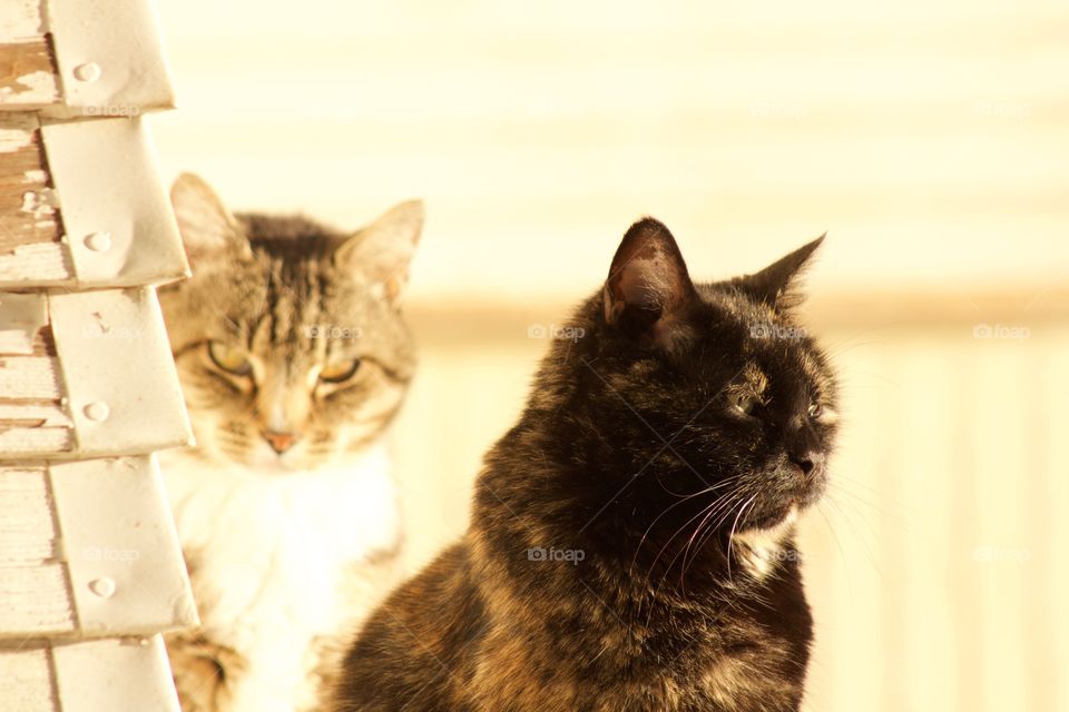 A tortoise shell cat and a grey tabby 