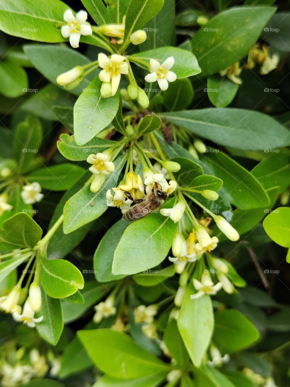 A bee pollinates a flower