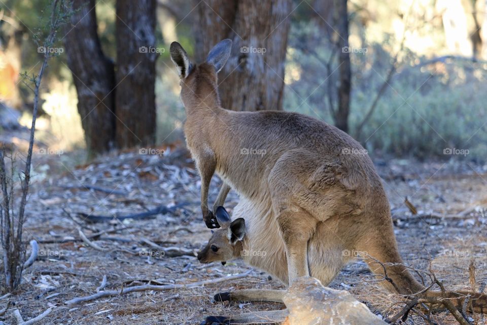 Female kangaroo with Joey in her pouch in the wild, South Australian outback 