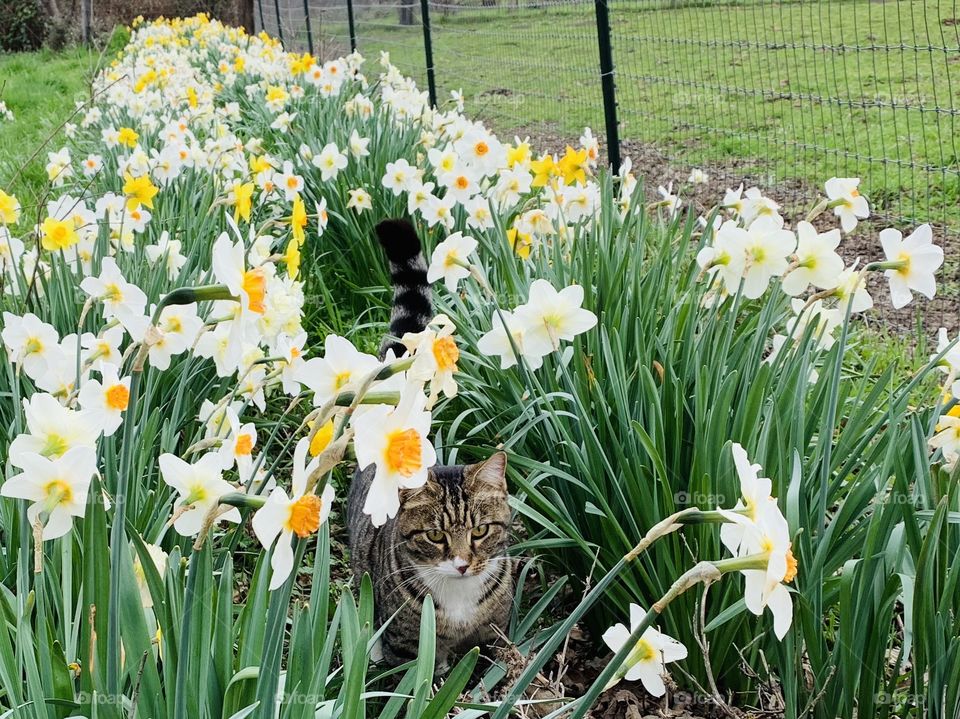 Tabby cat hiding in daffodils 