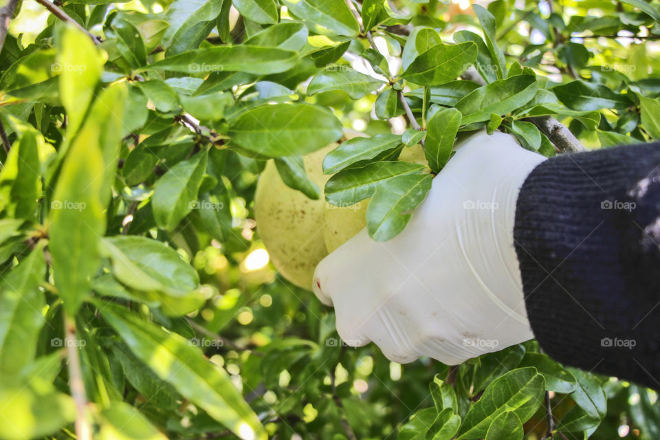 Harvesting the pomegranates