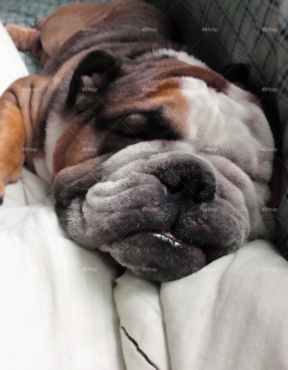 My cuddle bug! #MyBullyBaby🐶