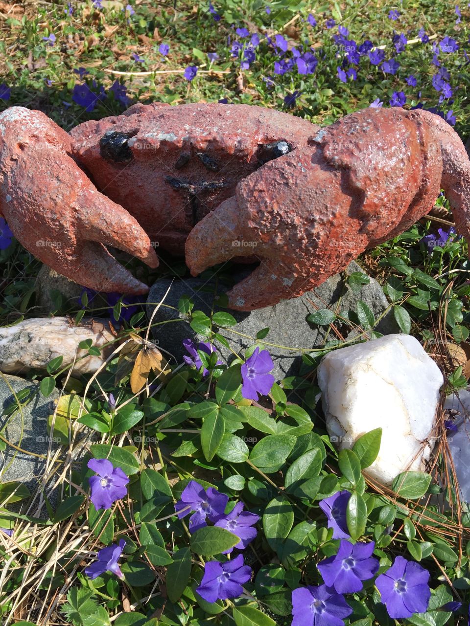 Vinca blooming in garden around orange crab decoration! 🦀