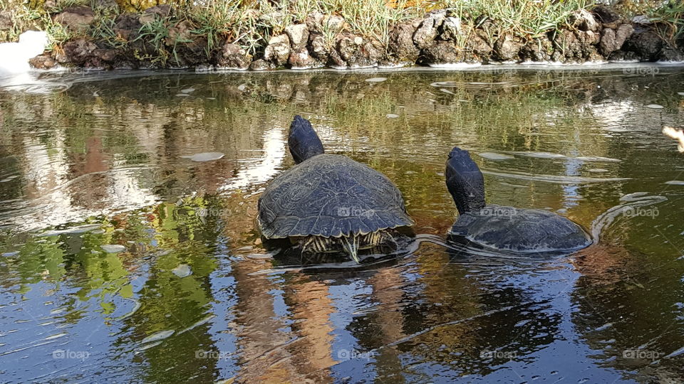 Friends in low places. two turtles being friends in the water.