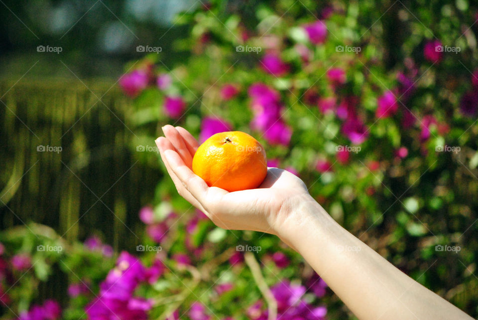 Holding an orange in hand