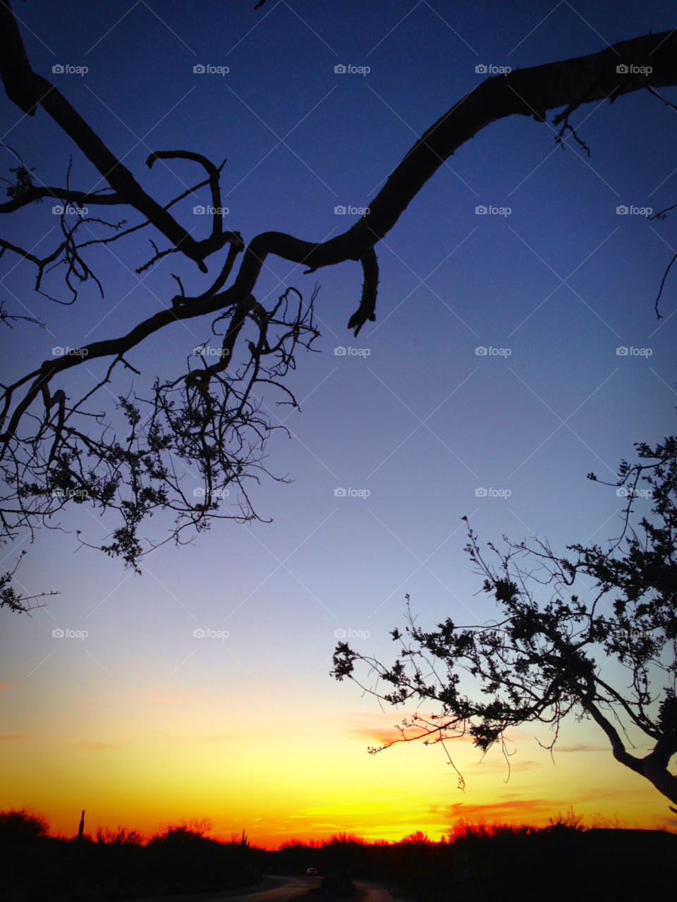 Silhouette, Sunset, Tree, Dawn, Evening