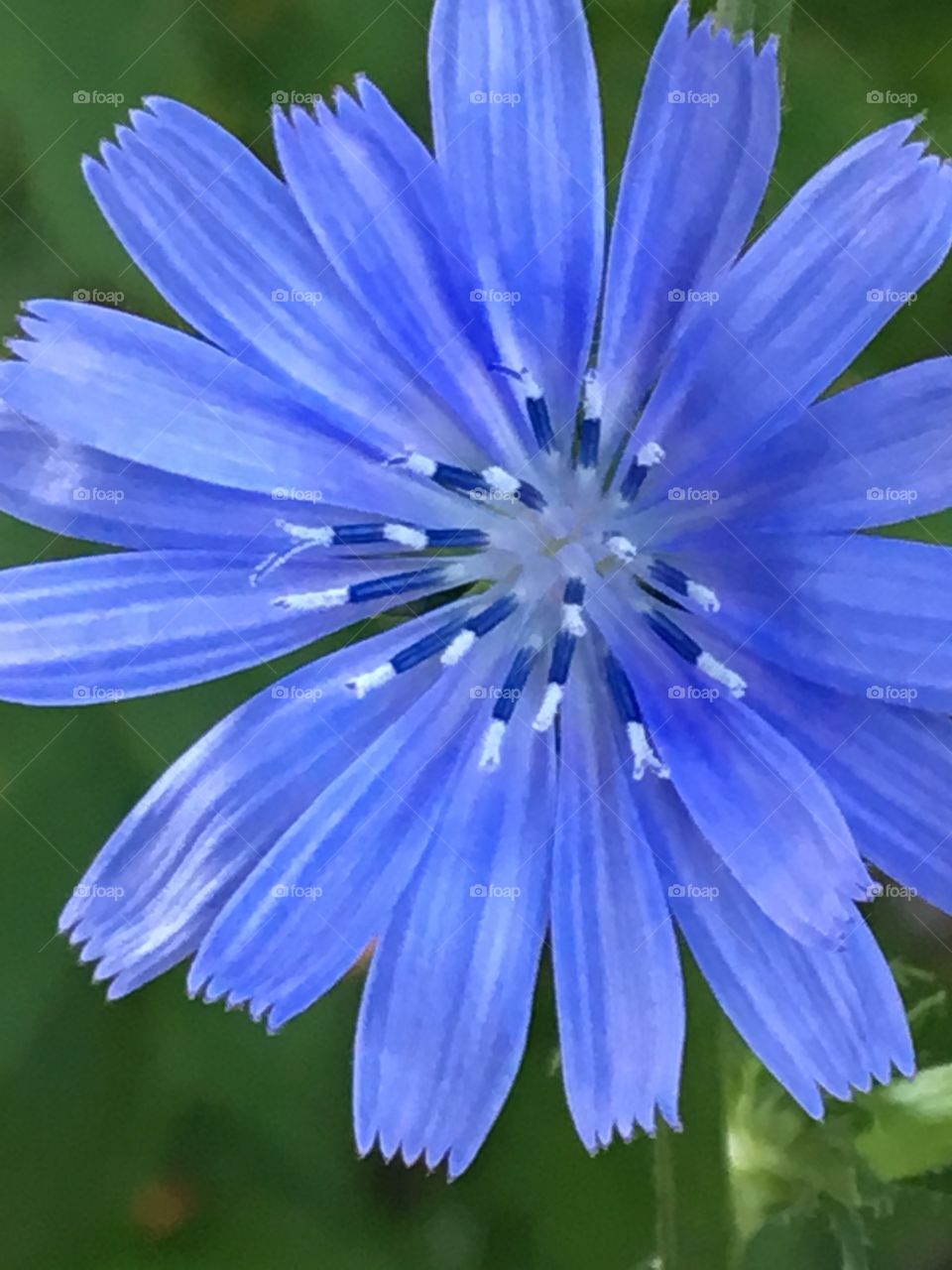 Blue flower - close up - details 