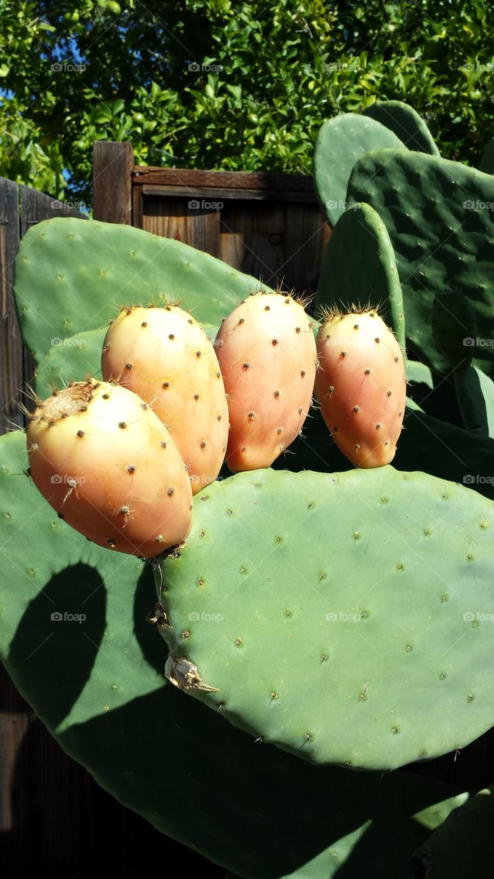 cactus fruits