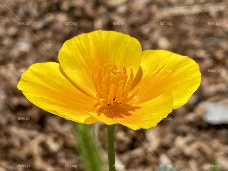 Beautiful California Poppy 
