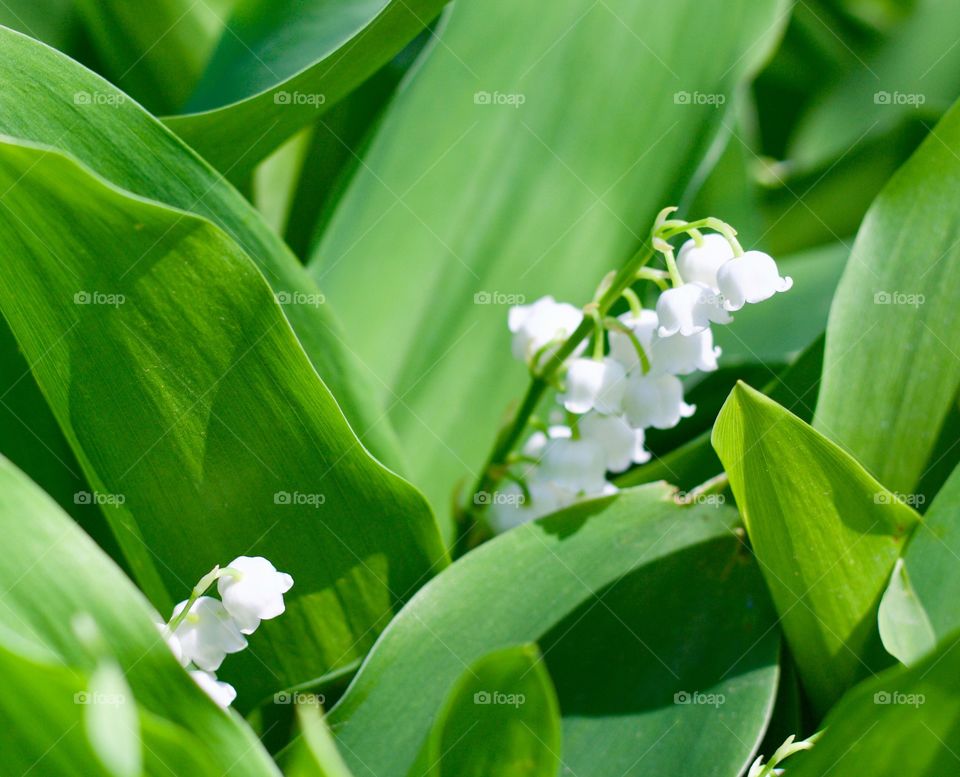 Lily of the valley blossoms