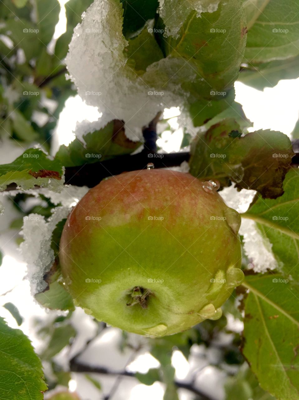 Frozen apple