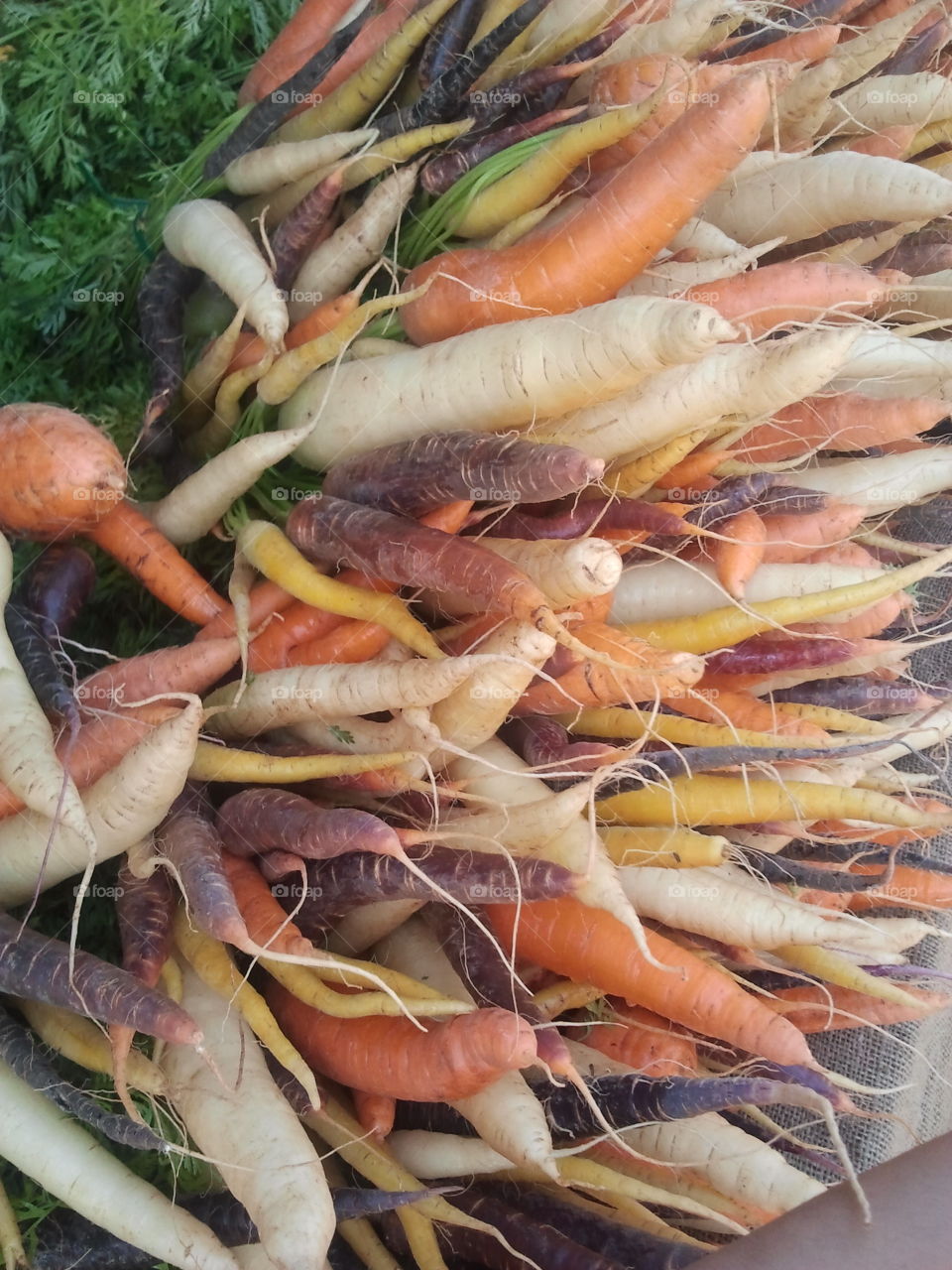 A lot of Carrots. Carrots from the farmer's market.