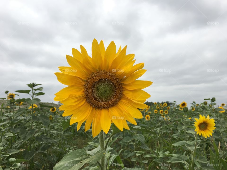 Sunflower