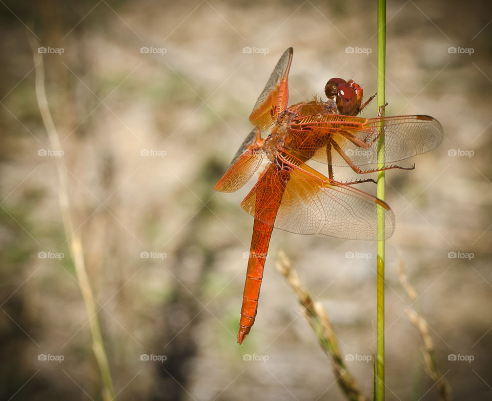 Dragonfly . This is my first dragonfly photo