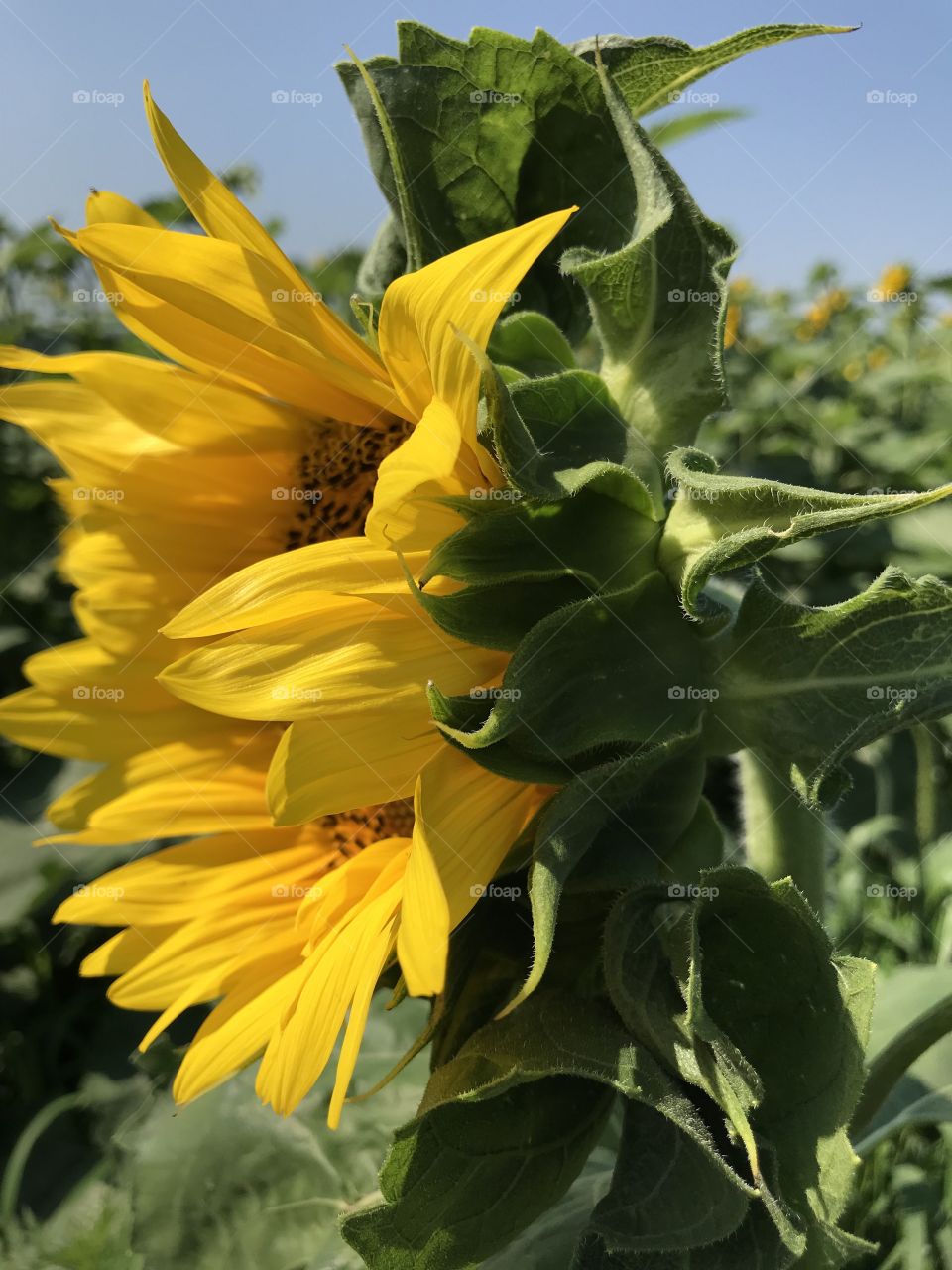 Sunflower valley farm