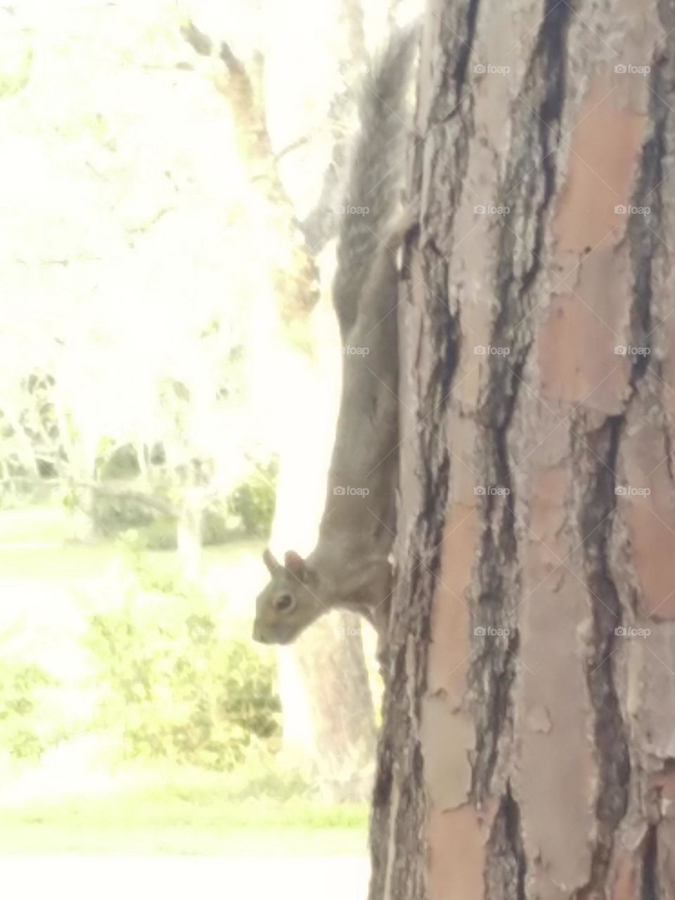 squirrel