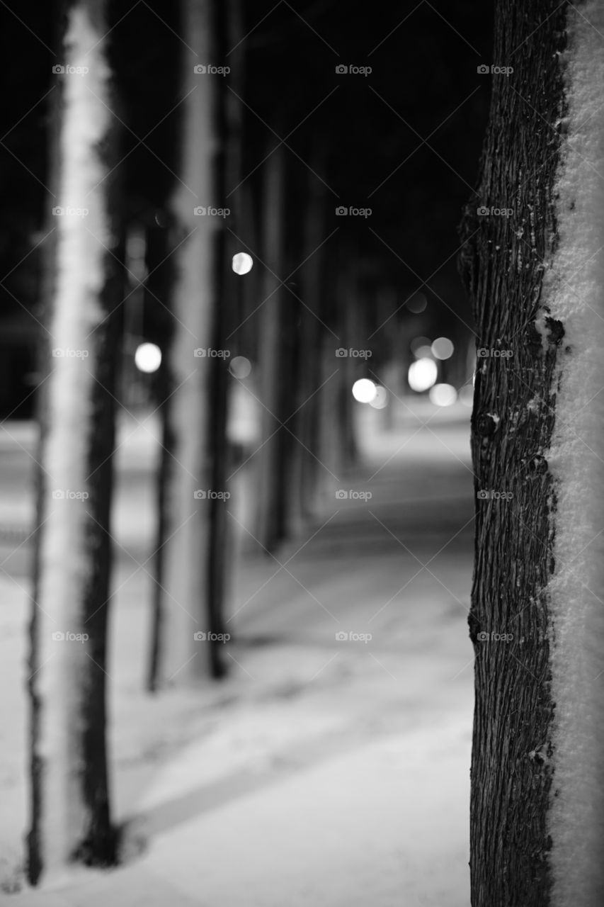 Snow in the focused tree and black white 