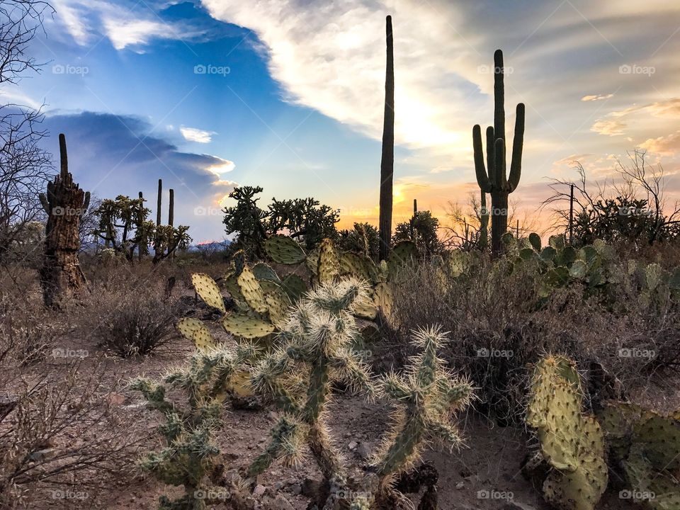 Nature - Desert Landscape 