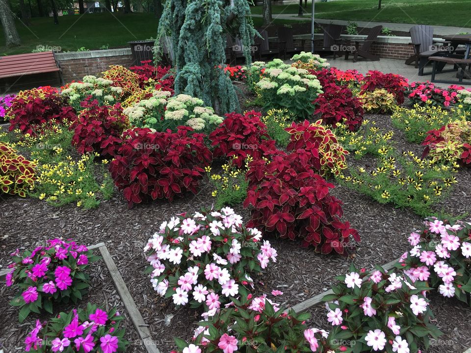 Colorful flowers