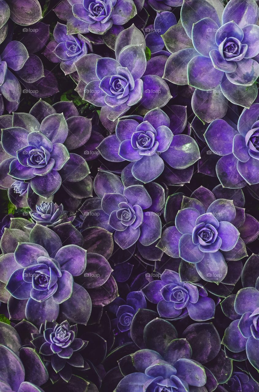 purple flowers background