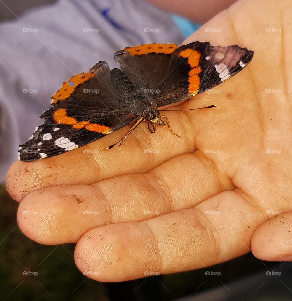 Little Orange Butterfly