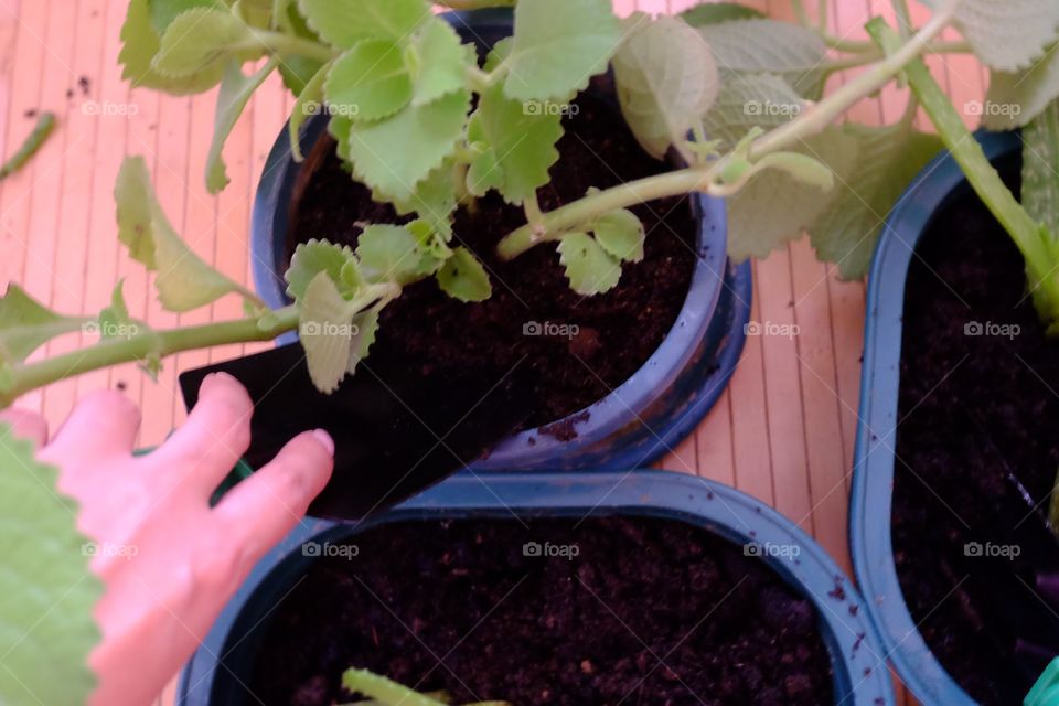 Women caring the plant