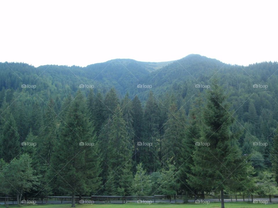 carpathian forest