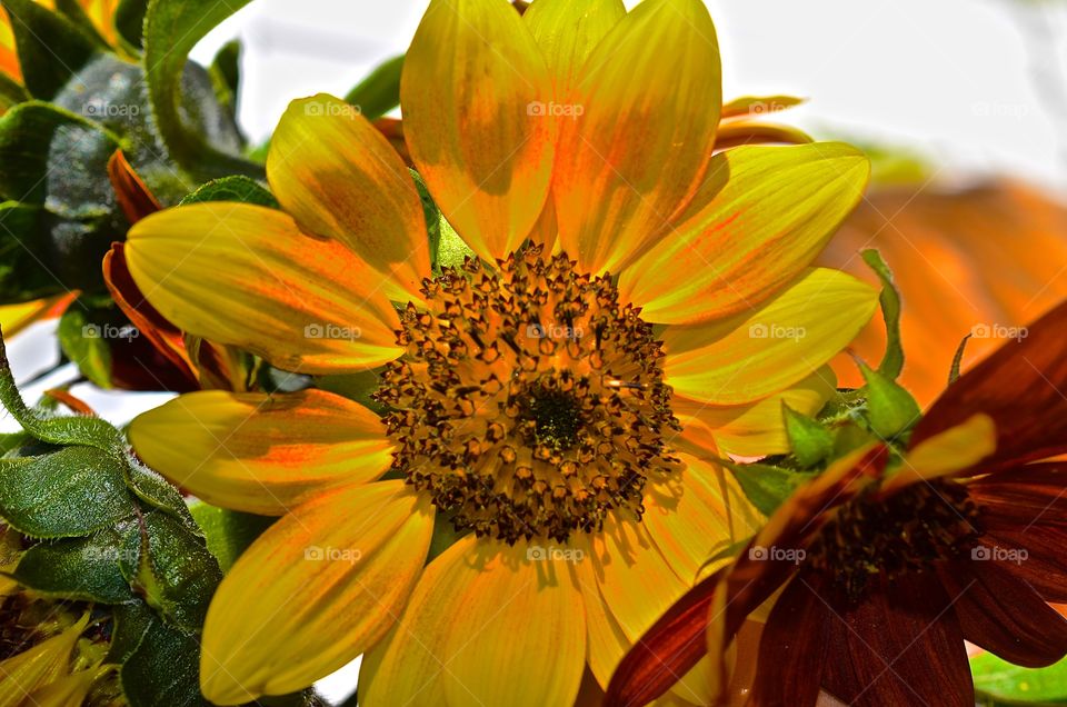Sunflower. Yellow sunflower