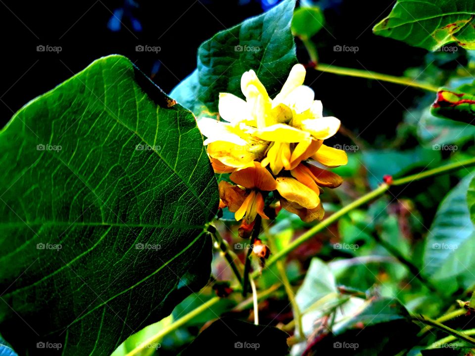Yellow Flower and green large leaves which are very rare to find in deep Jungle.