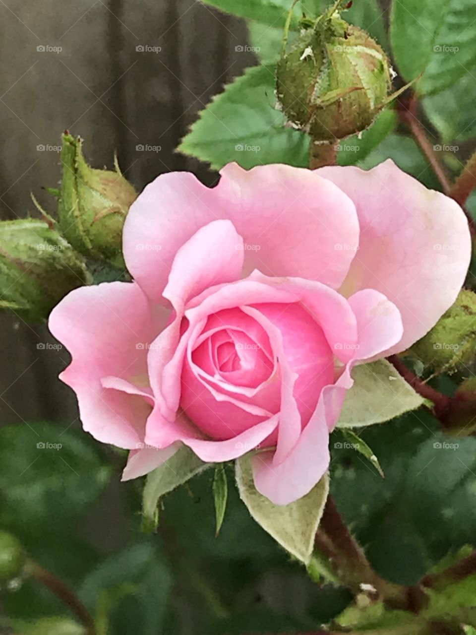 Glorious Mother Nature - a beautiful pink rose bud