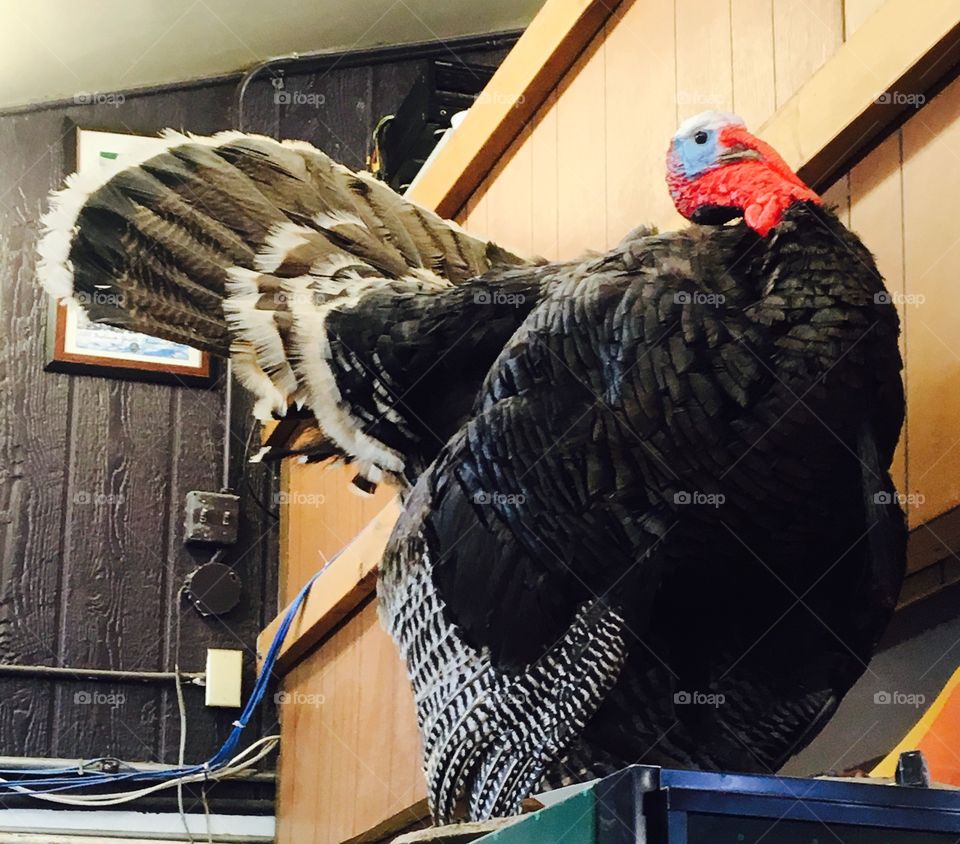 Turkey mount 