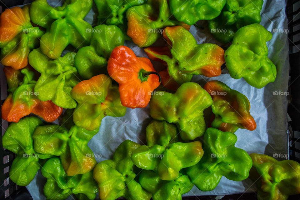 Fresh green and red peppers at organic fair