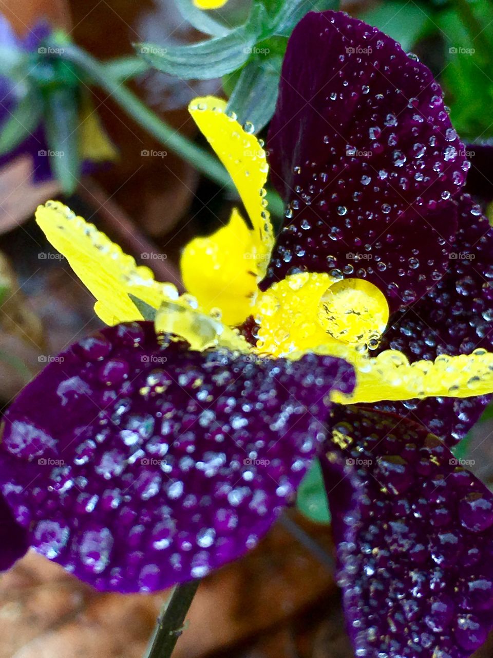 Raindrops on pansies