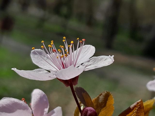 Flower spring
