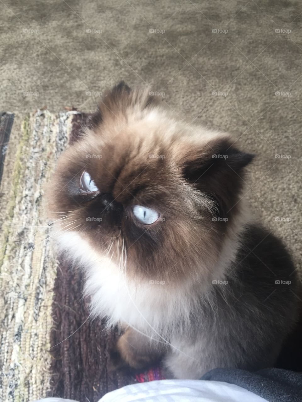 Grumpy cat plotting world domination
