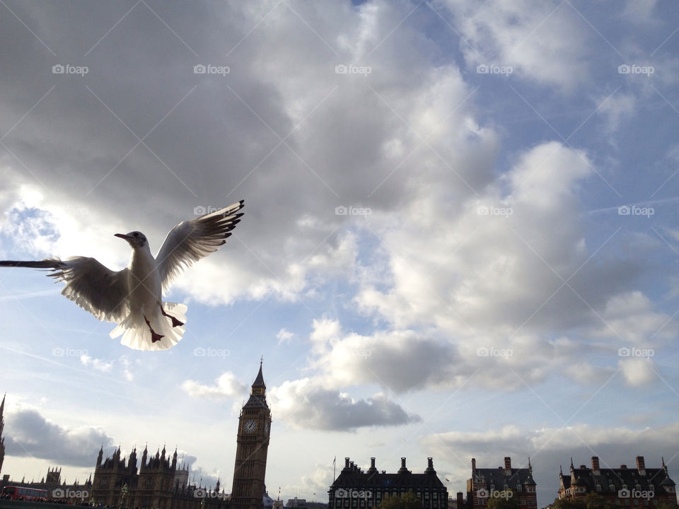 big ben bird in flight london by christianparis76